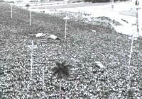 15 de octubre 1976. Más de un millón de cubanos congregados en la Plaza de la Revolución rinden homenaje póstumo a las víctimas del salvaje crimen. Fidel Castro despide el duelo. Y concluye: ¡CUANDO UN PUEBLO ENÉRGICO Y VIRIL LLORA, LA INJUSTICIA TIEMBLA!