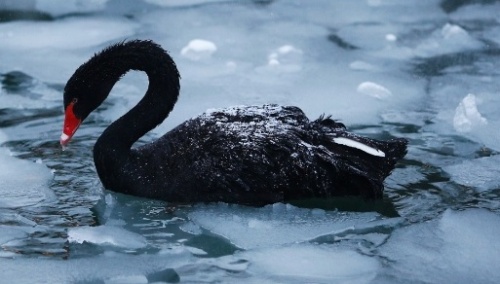 um-cisne-negro-nada-em-lagoa-parcialmente-congelada-em-kugulu-park-em-ankara-na-turquia-1426718407385_956x500
