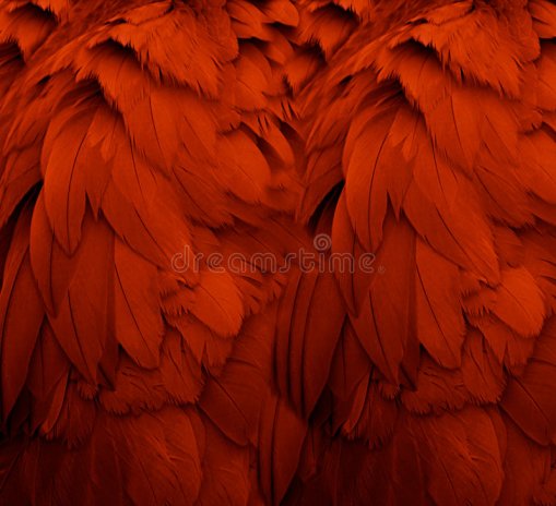 plumas-rojas-5392917.jpg